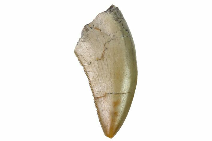 Serrated Allosaurus Tooth - Colorado #169033